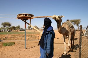 A camel-powered water pump