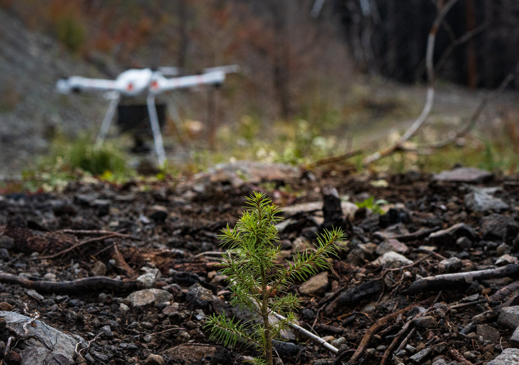A aerial seeding drone rests on the forest floor beside some pine seedlings.