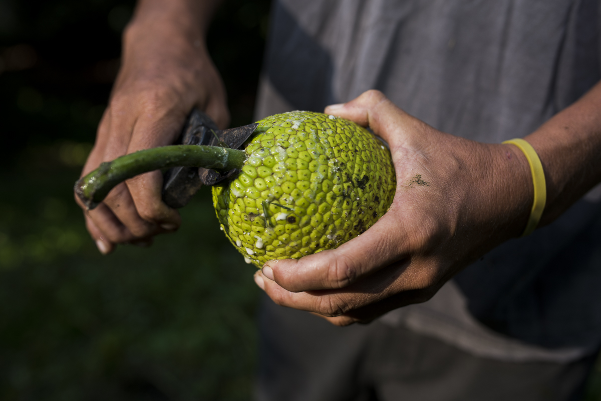 A closeup on a pair of hand holding a vibrant green ‘ulu fruit.